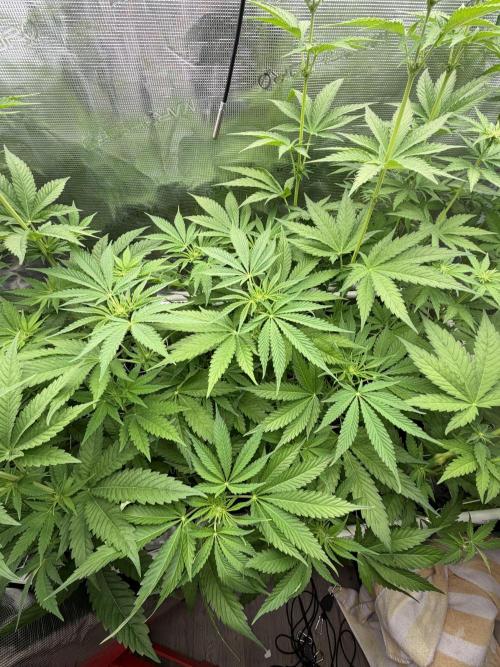 Mystery Grow / Living Soil. Week 6