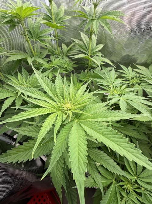 Mystery Grow / Living Soil. Week 6