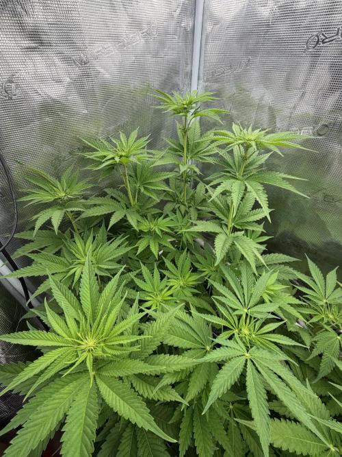 Mystery Grow / Living Soil. Week 6