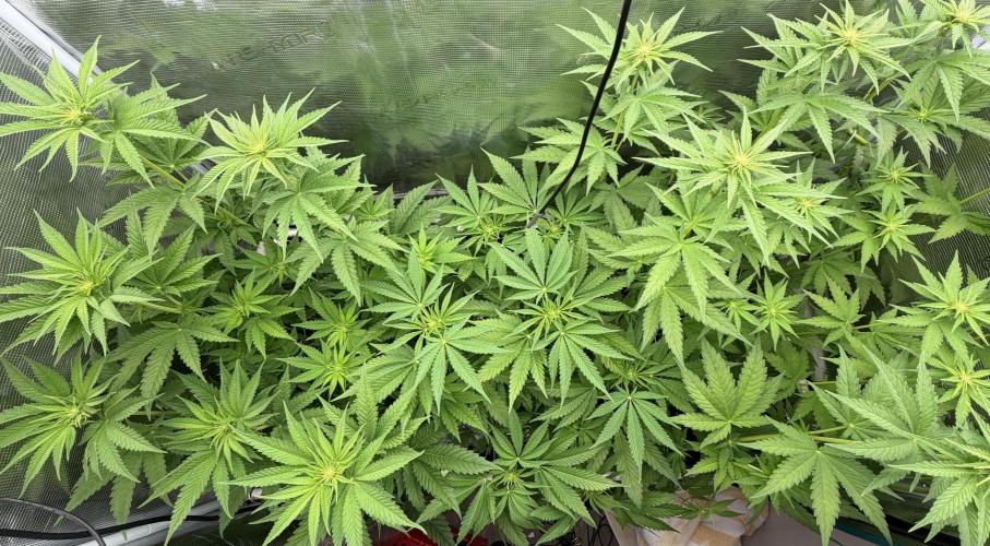 Mystery Grow / Living Soil. Week 6
