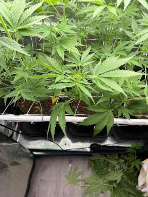 Mystery Grow / Living Soil. Week 6