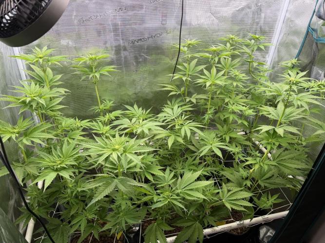 Mystery Grow / Living Soil. Week 6