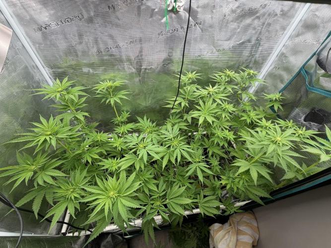 Mystery Grow / Living Soil. Week 6