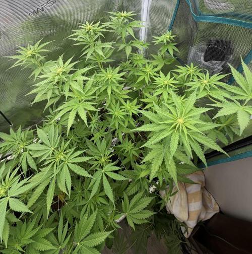 Mystery Grow / Living Soil. Week 6