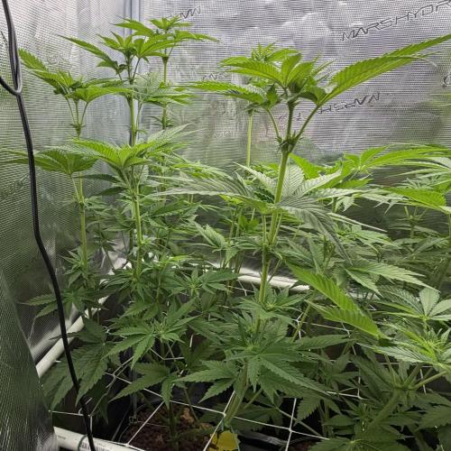 Mystery Grow / Living Soil. Week 6