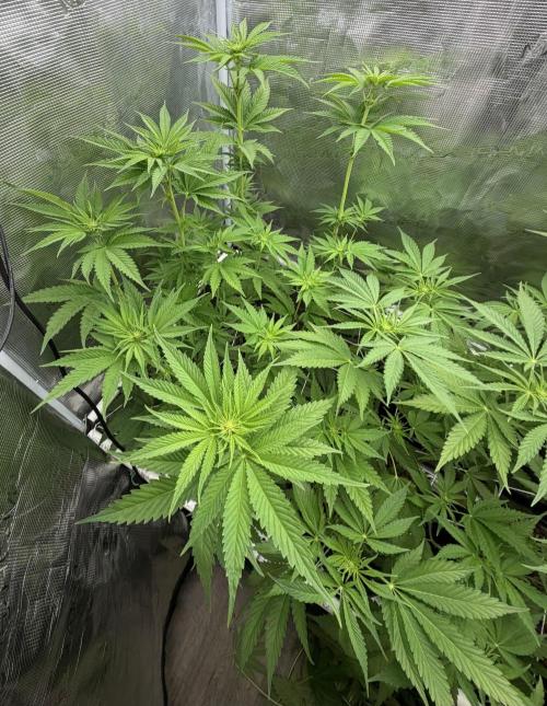Mystery Grow / Living Soil. Week 6