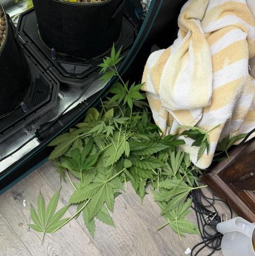 Mystery Grow / Living Soil. Week 6