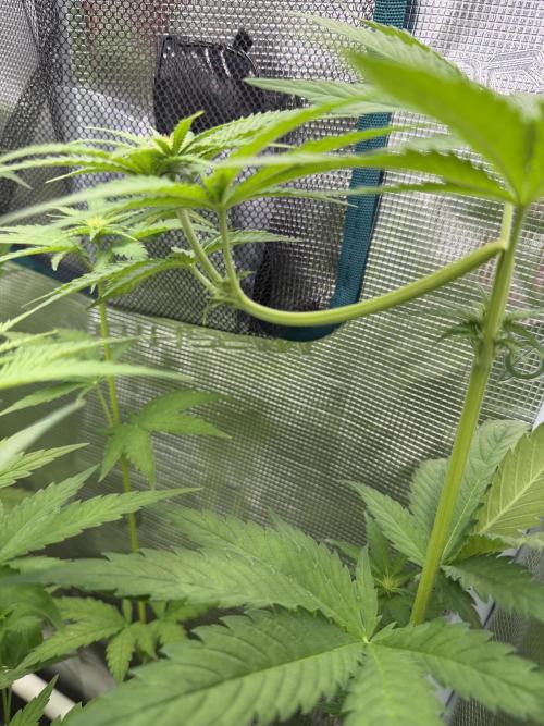 Mystery Grow / Living Soil. Week 6