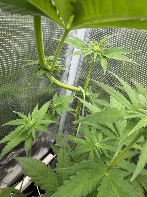 Mystery Grow / Living Soil. Week 6