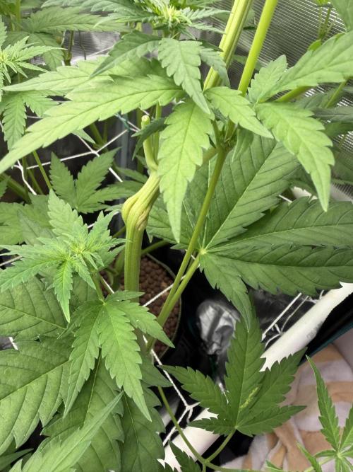 Mystery Grow / Living Soil. Week 6