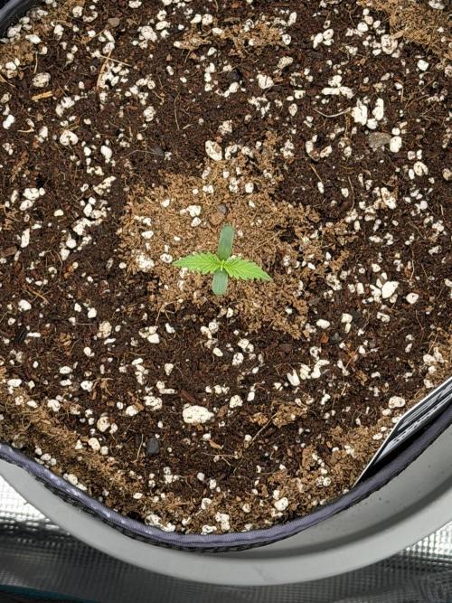 Gelato Auto Sweetness. Week 1
