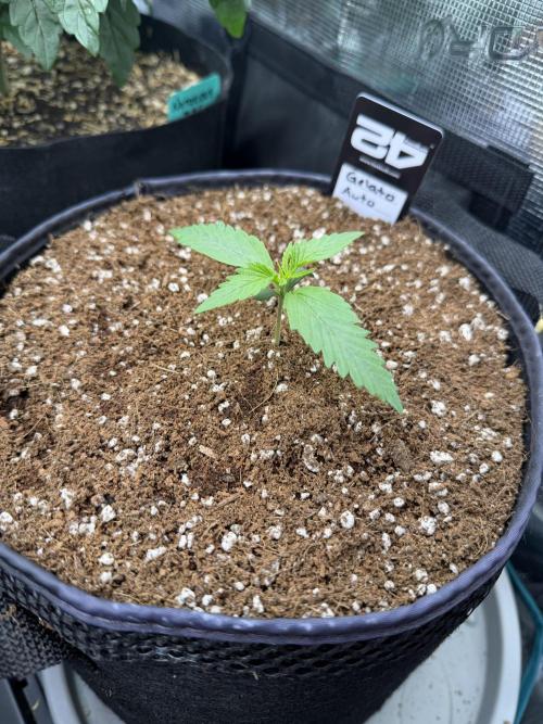 Gelato Auto Sweetness. Week 1