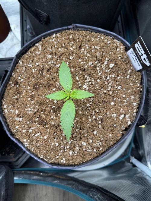 Gelato Auto Sweetness. Week 1