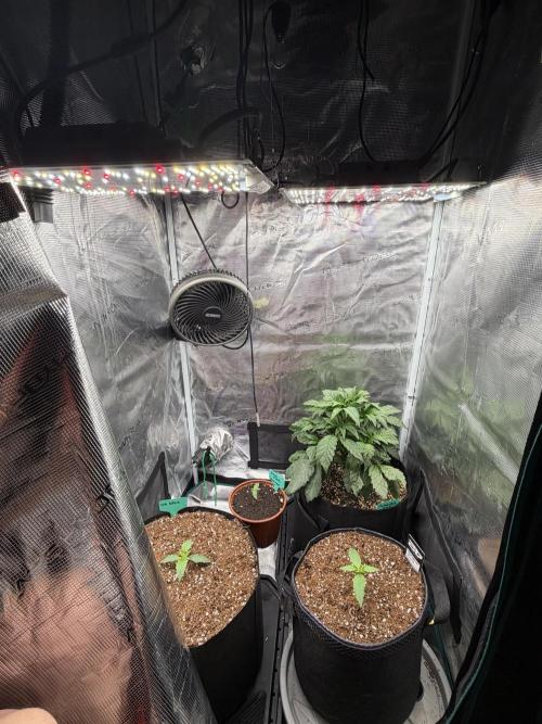 Gelato Auto Sweetness. Week 1