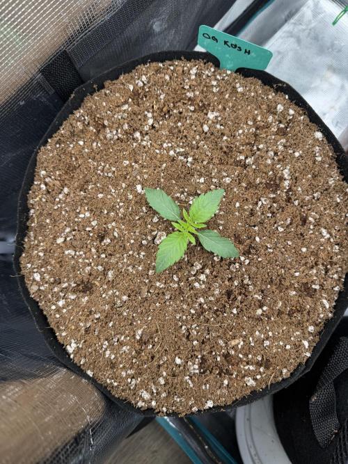 O.G. Kush. Week 1