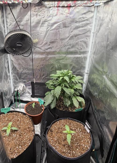 Notorious THC Living Soil. Week 4
