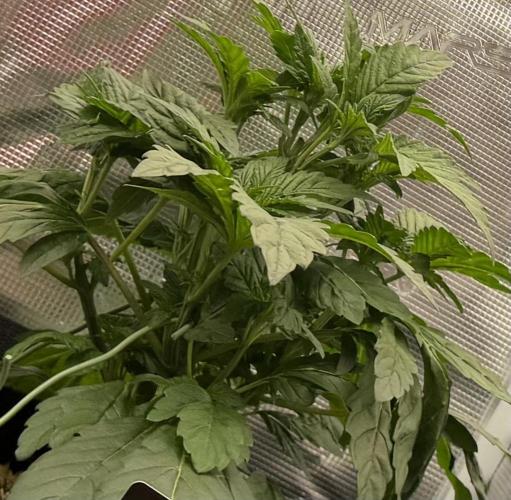 Notorious THC Living Soil. Week 4