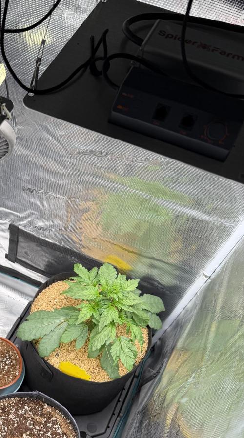 Notorious THC Living Soil. Week 4