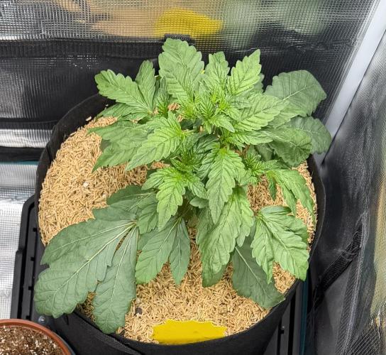 Notorious THC Living Soil. Week 4
