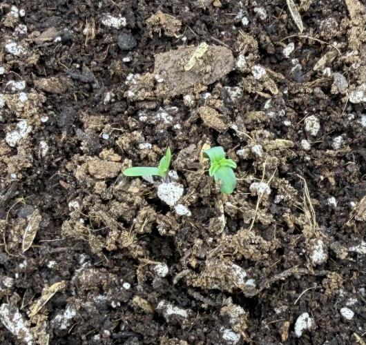 Gorilla Z Soil. Week 0
