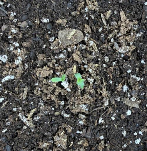 Gorilla Z Soil. Week 0