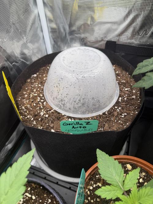 Gorilla Z Soil. Week 0