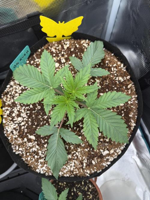 OG Flashback. Week 2