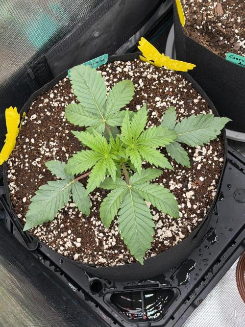 OG Flashback. Week 2