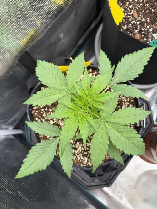 Gelato Auto Sweetness. Week 2
