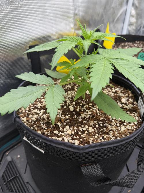 Gelato Auto Sweetness. Week 2