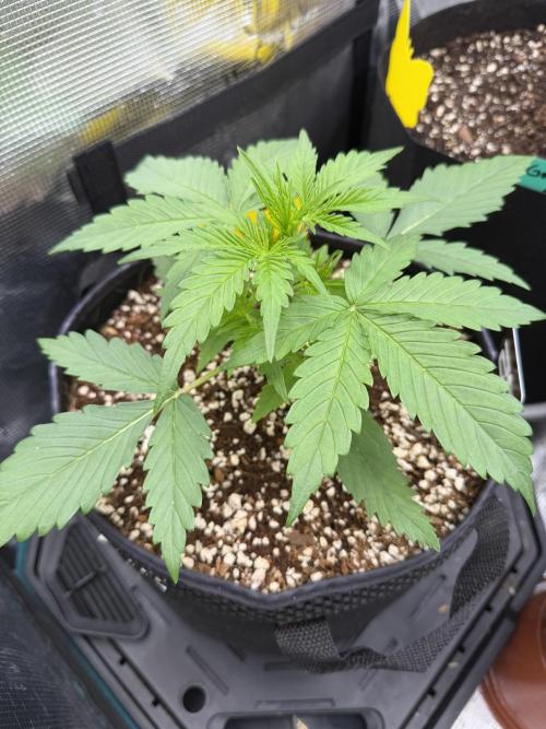 Gelato Auto Sweetness. Week 2
