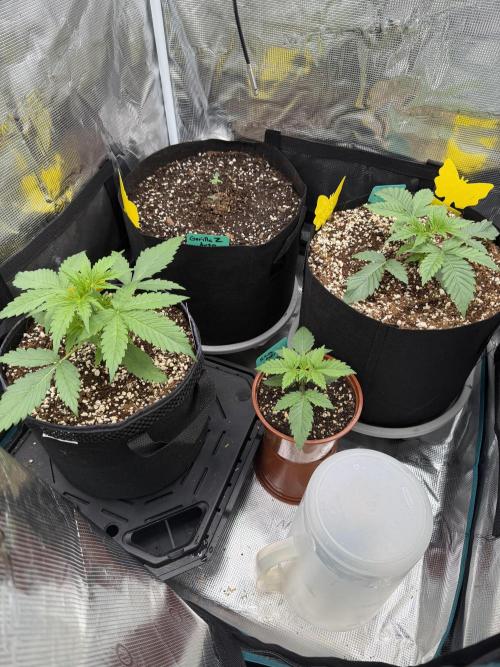Gelato Auto Sweetness. Week 2