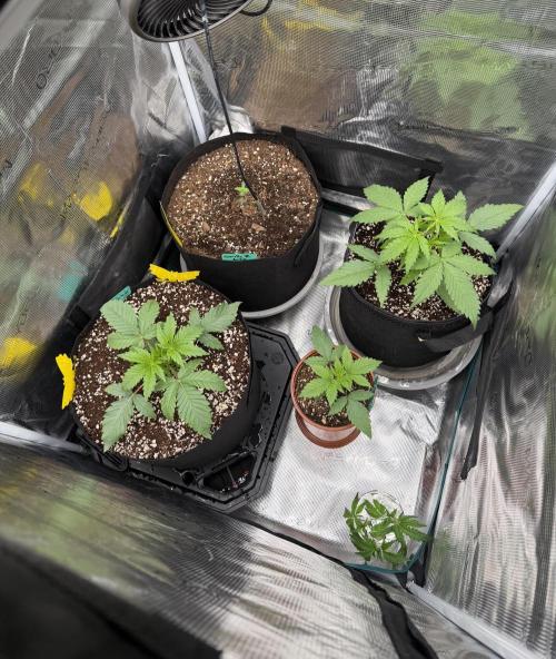 Sour D. Personal Fav. Week 2