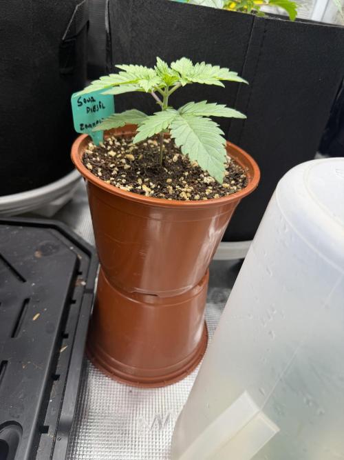 Sour D. Personal Fav. Week 2