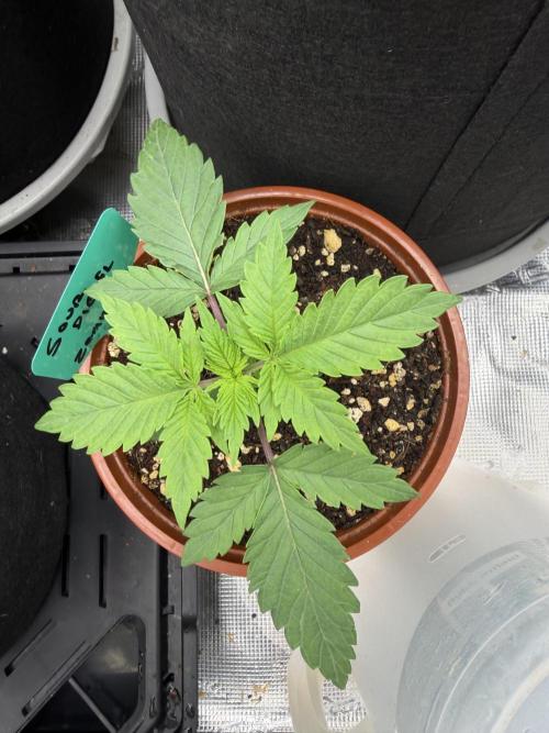 Sour D. Personal Fav. Week 2
