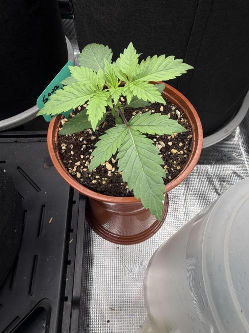 Sour D. Personal Fav. Week 2