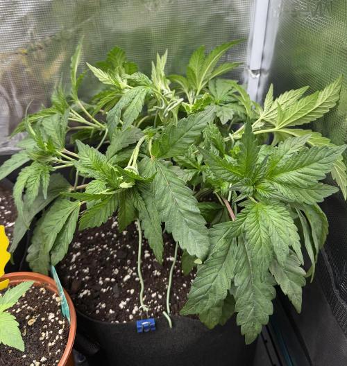 Notorious THC Living Soil. Week 5