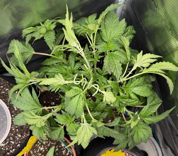 Notorious THC Living Soil. Week 5