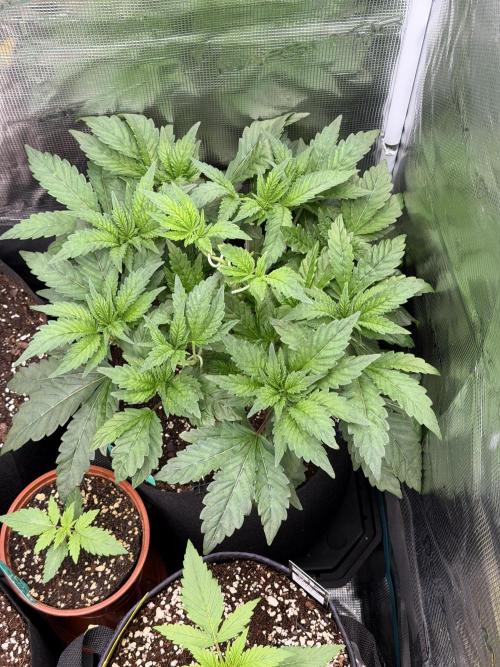 Notorious THC Living Soil. Week 5