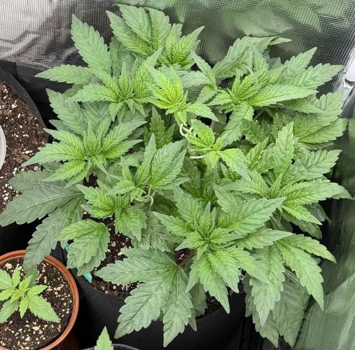 Notorious THC Living Soil. Week 5