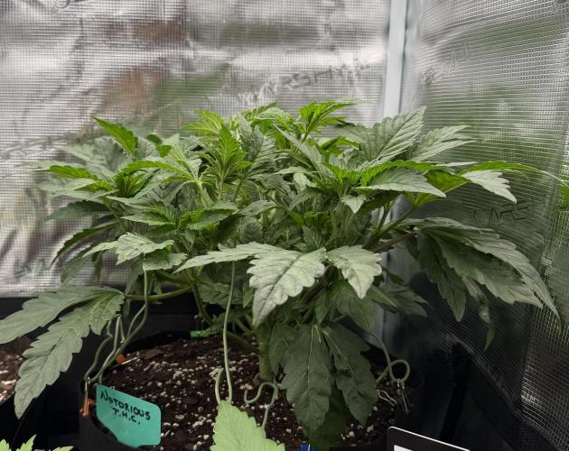 Notorious THC Living Soil. Week 5