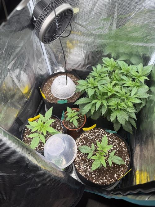 Notorious THC Living Soil. Week 5