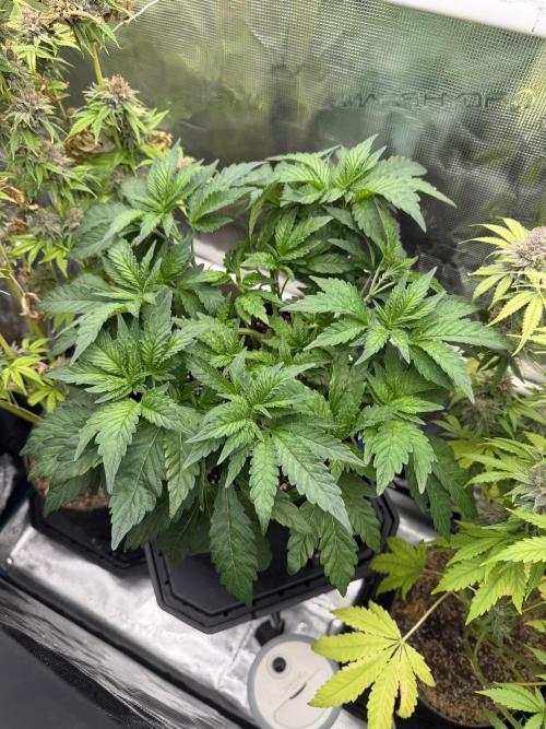 Notorious THC Living Soil. Week 5