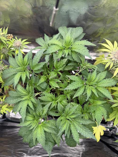 Notorious THC Living Soil. Week 5