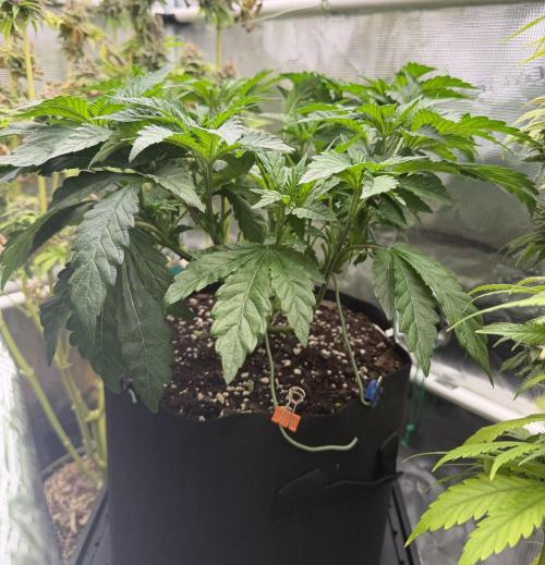 Notorious THC Living Soil. Week 5