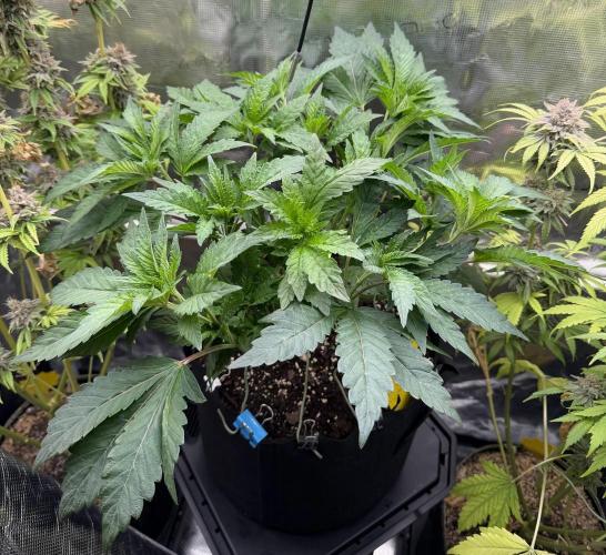Notorious THC Living Soil. Week 5