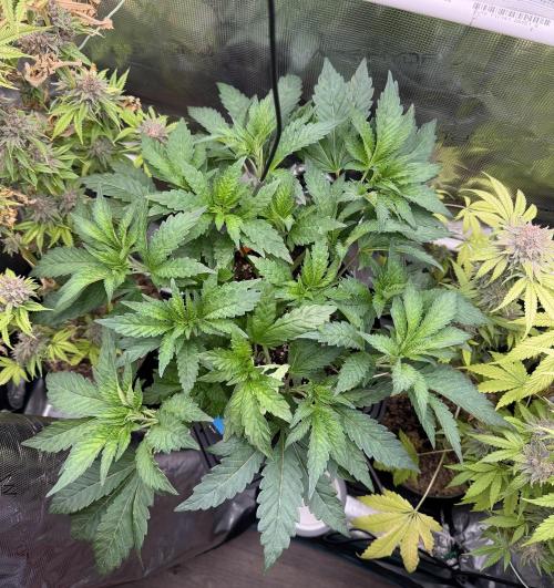 Notorious THC Living Soil. Week 5