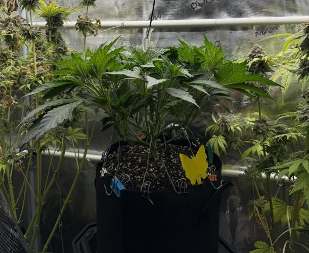 Notorious THC Living Soil. Week 5