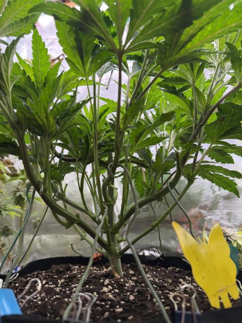 Notorious THC Living Soil. Week 5