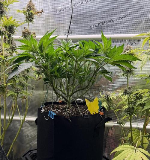 Notorious THC Living Soil. Week 5